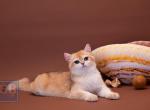 Tobi - British Shorthair Kitten For Sale - 