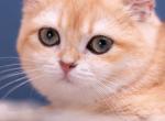 Umi - British Shorthair Kitten For Sale - Ashburn, VA, US