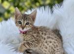 Nala - Savannah Kitten For Sale - 