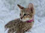 Nala - Savannah Kitten For Sale - Bradenton, FL, US