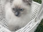 RESERVED Blue Point Girl - Ragdoll Kitten For Sale - Mount Morris, IL, US