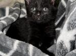 None - Domestic Kitten For Adoption - OR, US