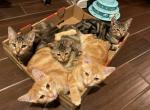 Lovely brothers - Bengal Kitten For Sale - 