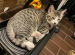 Relay - Domestic Kitten For Sale - 