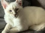 Blue Lynx Male    Light Blue Collar - Balinese Kitten For Sale - Plainville, CT, US