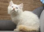 Emperor of Romanov Dynasty - Siberian Kitten For Sale - Ashburn, VA, US