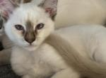 Chocolate Lynx Male    Siver Collar - Siamese Kitten For Sale - Plainville, CT, US