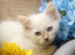 Epic of RomanovCats - Siberian Kitten For Sale - 