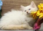 Epic of RomanovCats - Siberian Kitten For Sale - 