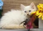 Epic of RomanovCats - Siberian Kitten For Sale - 