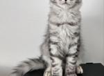 MASERATi - Maine Coon Kitten For Sale - Staten Island, NY, US