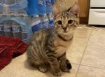 Teddy bear - Domestic Kitten For Sale - 