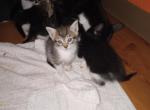 Litter 6 - American Shorthair Kitten For Adoption - New Brunswick, NJ, US