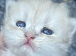 Gorgeous Blue Golden Chinchilla Persian CFA - Persian Kitten For Sale - Atlanta, GA, US