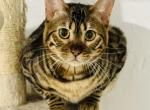 Baby - Bengal Cat For Sale - Brooklyn Park, MN, US