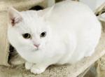 Enoki - Scottish Straight Cat For Sale - Brooklyn Park, MN, US