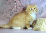 Orange - Siberian Kitten For Sale - Norwalk, CT, US