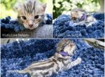 Stunning Rosetted Brown Kitten - Bengal Kitten For Sale - Bristol, VT, US