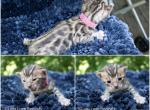 High Contrast Rosetted Kitten - Bengal Kitten For Sale - Bristol, VT, US