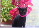 Princess - Domestic Kitten For Sale - Reading, PA, US