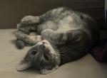 Mylo - Domestic Kitten For Adoption - Philadelphia, PA, US