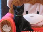 Prince - Domestic Kitten For Sale - Reading, PA, US