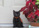 Patrik - Domestic Kitten For Sale - Reading, PA, US