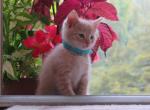 Pumpkin - Domestic Kitten For Sale - Reading, PA, US