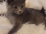 Russian blue kitten - Russian Blue Kitten For Sale - Chariton, IA, US