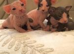 Magic Sphynx Society - Sphynx Kitten For Sale - Fort Worth, TX, US