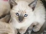 Female Blue Point Siamese - Siamese Kitten For Sale - Geneseo, NY, US