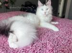 Willow - Maine Coon Kitten For Sale - La Porte, IN, US