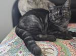 Jules - British Shorthair Kitten For Sale - Grand Rapids, MI, US