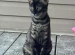 Tsunami - Bengal Kitten For Sale - 