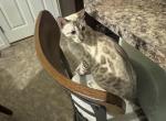 Storm - Bengal Kitten For Sale - 