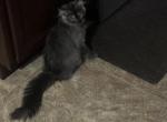 Suge - Maine Coon Kitten For Sale - Harrisburg, PA, US