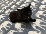 Kong - Siberian Kitten For Sale/Service - Worcester, MA, US