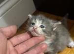 Snow - Siberian Kitten For Sale - Worcester, MA, US