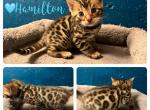 Hamilton - Bengal Kitten For Sale - Reading, PA, US