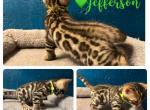 Jefferson - Bengal Kitten For Sale - Reading, PA, US