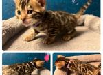 Abigail - Bengal Kitten For Sale - Reading, PA, US