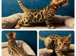 Angelica - Bengal Kitten For Sale - Reading, PA, US