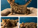 Eliza - Bengal Kitten For Sale - Reading, PA, US