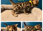 Peggy - Bengal Kitten For Sale - Reading, PA, US