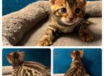 Maria - Bengal Kitten For Sale - Reading, PA, US