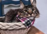 Snugbug discounted - Maine Coon Kitten For Sale - 