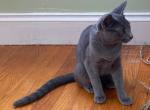 flowers  amaryllis - Russian Blue Kitten For Sale - Hooksett, NH, US