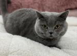 Male British Shorthair - British Shorthair Cat For Sale - 