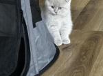 Nika - Scottish Fold Kitten For Sale - Charlotte, NC, US