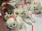 Kittens - Scottish Fold Kitten For Sale - New Brunswick, NJ, US